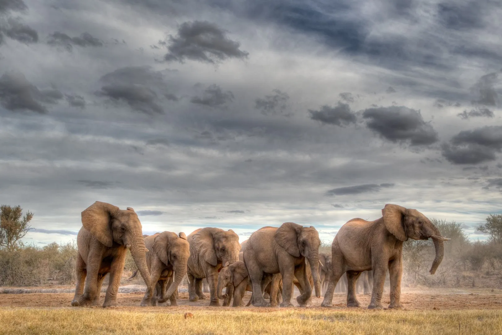 Elephant 3: Duplicate