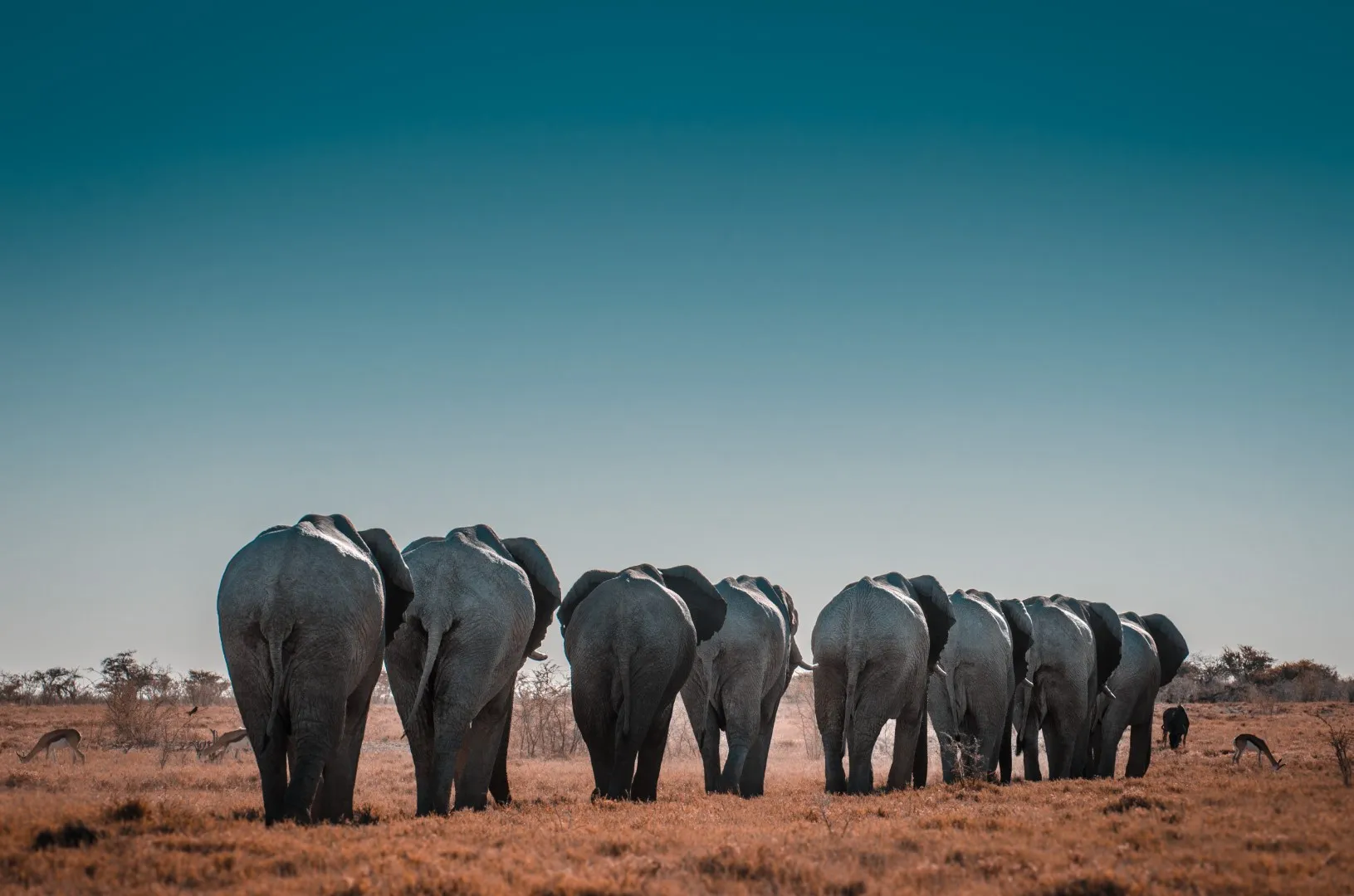 Elephant 6: Bias