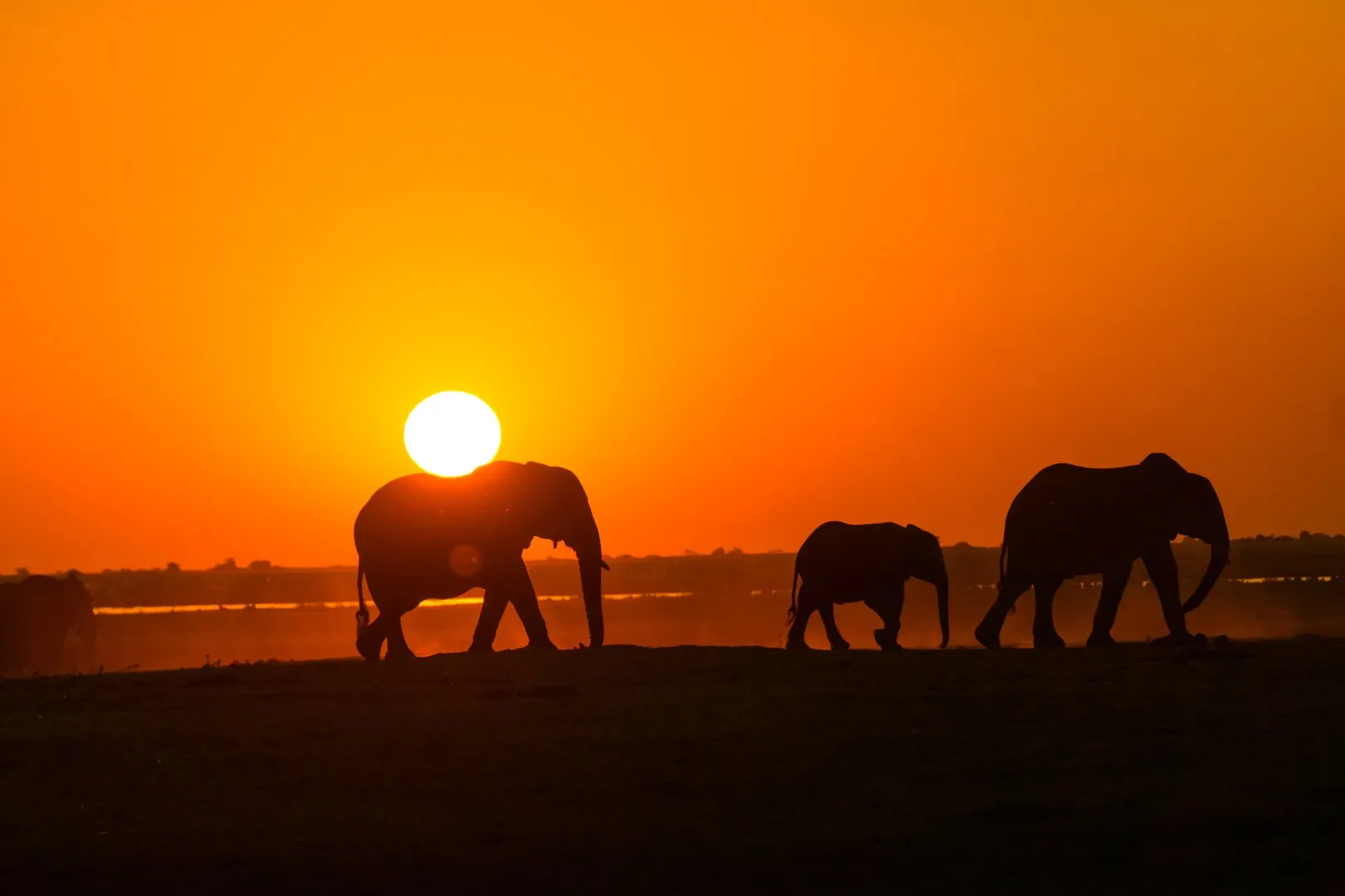 Elephant 7: Diversity